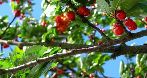 calendrier fruits et legumes de saison