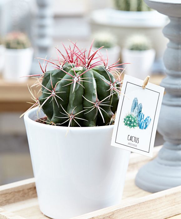 Petit cactus sous verre