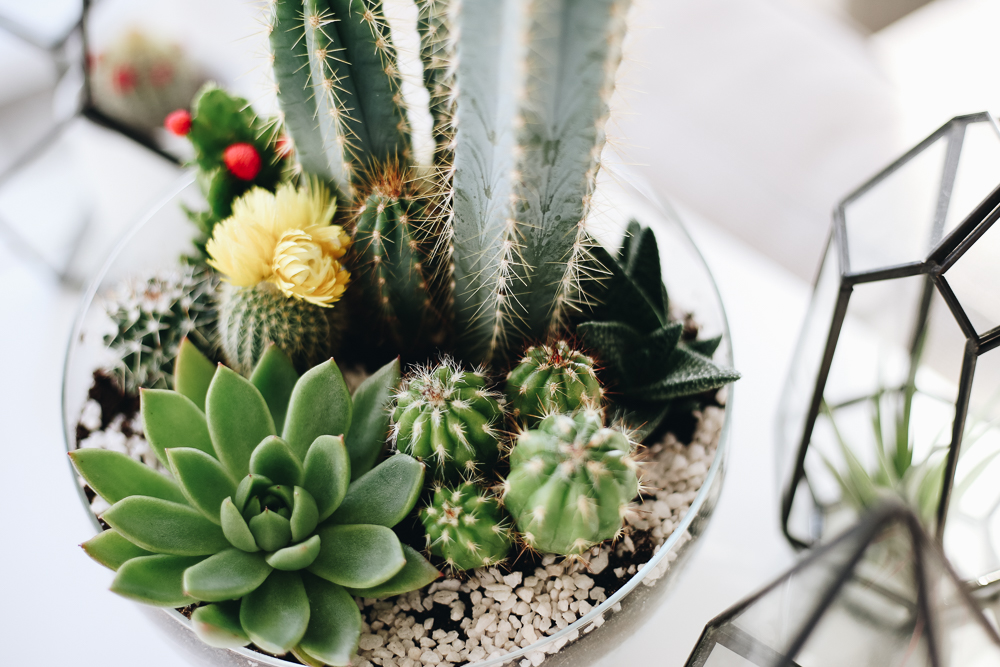 Mini jardin : où acheter un terrarium, et comment le faire soi-même I Blog  Ma maison Beko