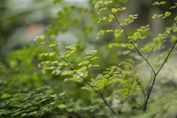 plantes-tropicales-terrarium