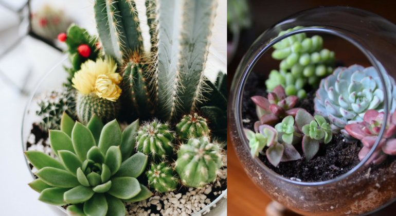 Un Petit Aquarium En Verre Avec Une Variété De Plantes