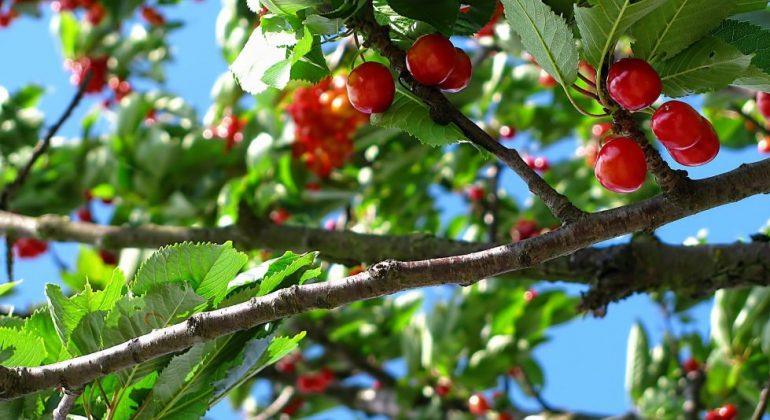 calendrier fruits et legumes de saison